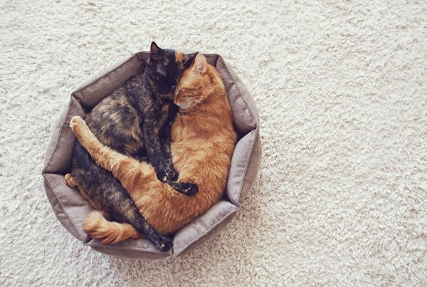 bigstock-Couple-cats-sleep-and-hugging-90942161.jpg