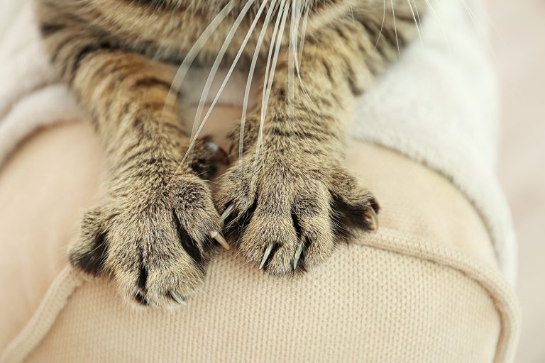 cat claws on couch - Animal Talk